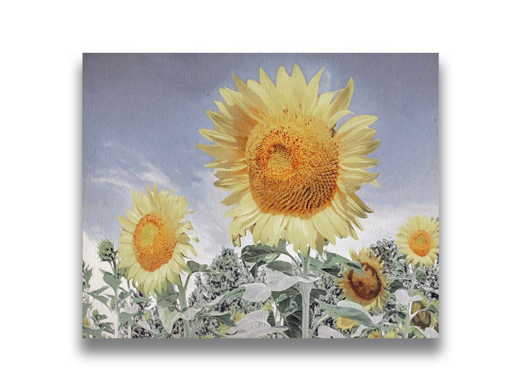 A desaturated photo of a group of yellow sunflowers against a blue sky. Printed on canvas.