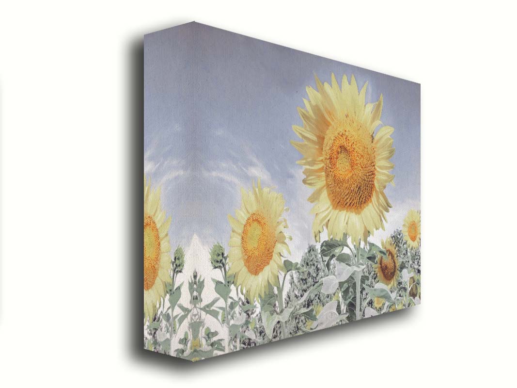 A desaturated photo of a group of yellow sunflowers against a blue sky. Printed on canvas.