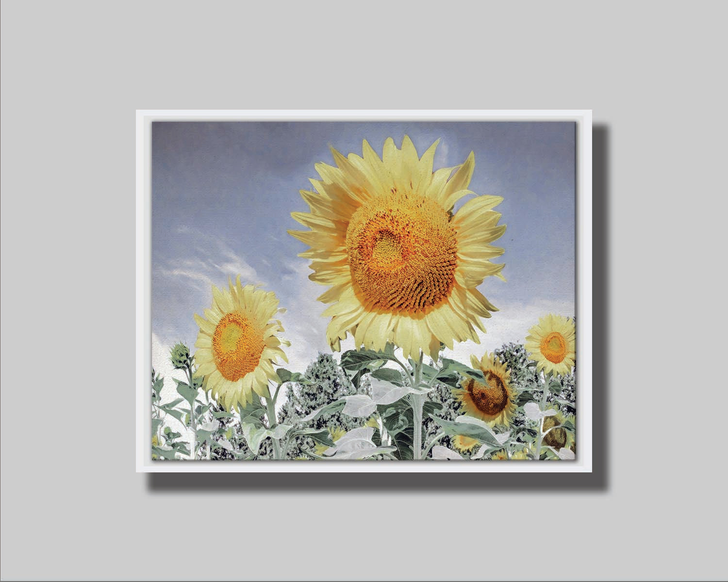 A desaturated photo of a group of yellow sunflowers against a blue sky. Printed on canvas in a float frame.