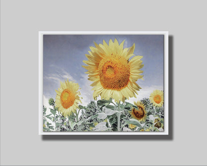 A desaturated photo of a group of yellow sunflowers against a blue sky. Printed on canvas in a float frame.