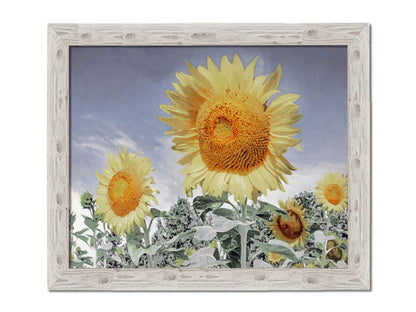 A desaturated photo of a group of yellow sunflowers against a blue sky. Printed on canvas and framed.