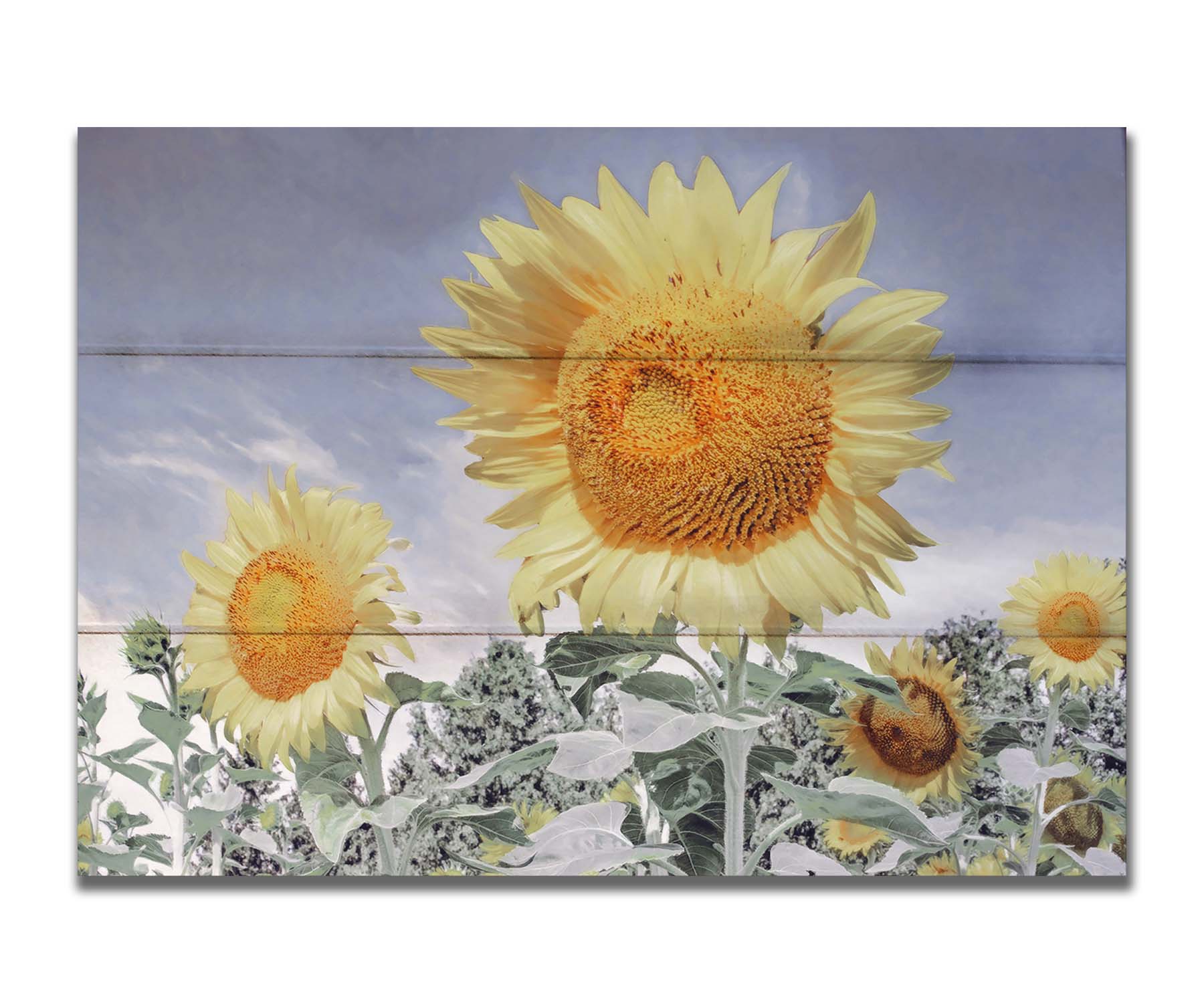 A desaturated photo of a group of yellow sunflowers against a blue sky. Printed on a box board.