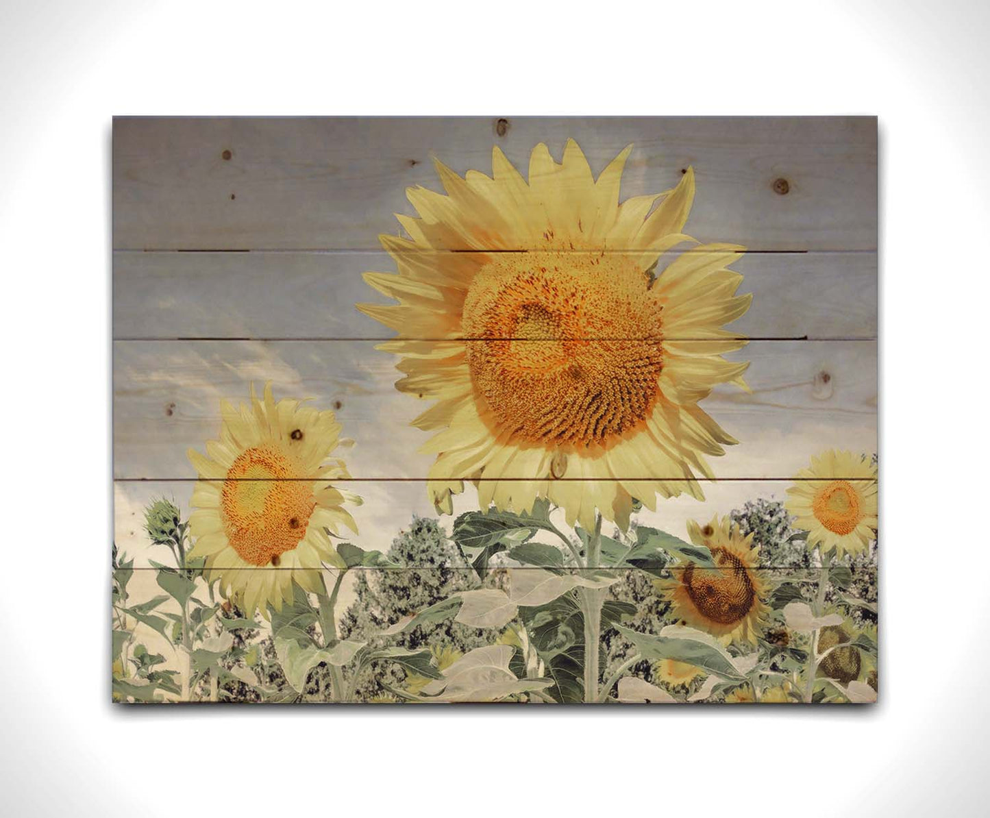 A desaturated photo of a group of yellow sunflowers against a blue sky. Printed on a wood pallet.