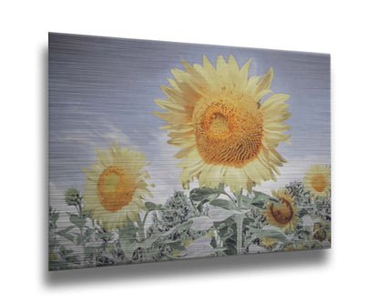 A desaturated photo of a group of yellow sunflowers against a blue sky. Printed on metal.