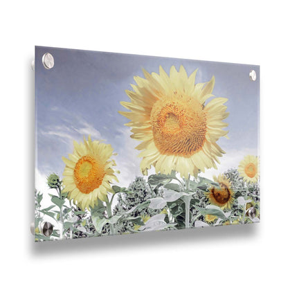 A desaturated photo of a group of yellow sunflowers against a blue sky. Printed on acrylic.