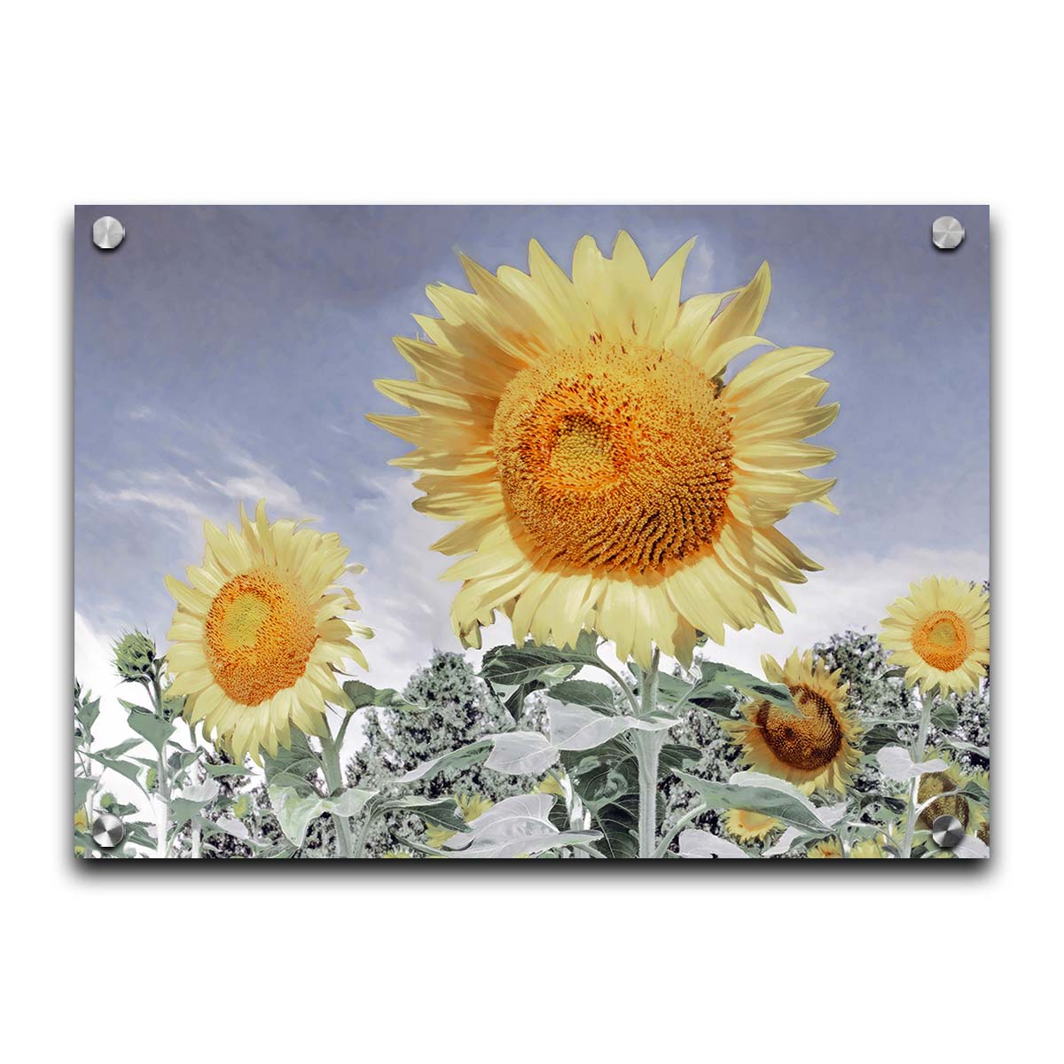 A desaturated photo of a group of yellow sunflowers against a blue sky. Printed on acrylic.