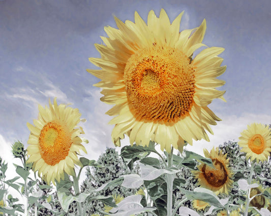 A desaturated photo of a group of yellow sunflowers against a blue sky. 