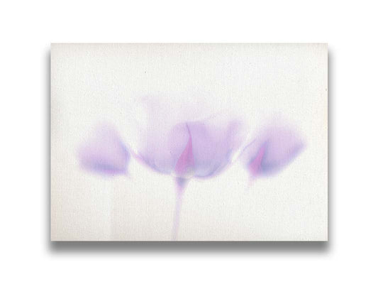 A photo of three pale purple roses against a pure white background, enveloped in a gentle white glow. Printed on canvas.