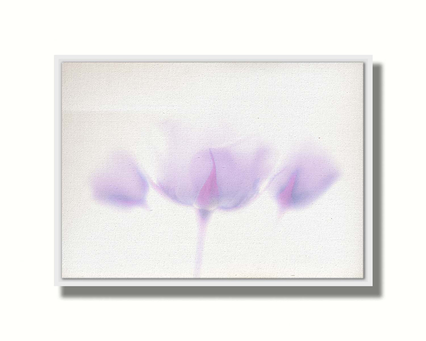 A photo of three pale purple roses against a pure white background, enveloped in a gentle white glow. Printed on canvas in a float frame.