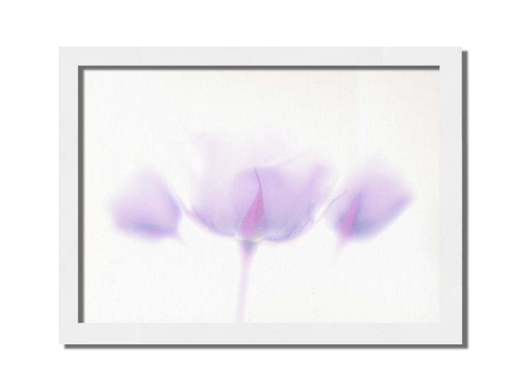 A photo of three pale purple roses against a pure white background, enveloped in a gentle white glow. Printed on canvas and framed.