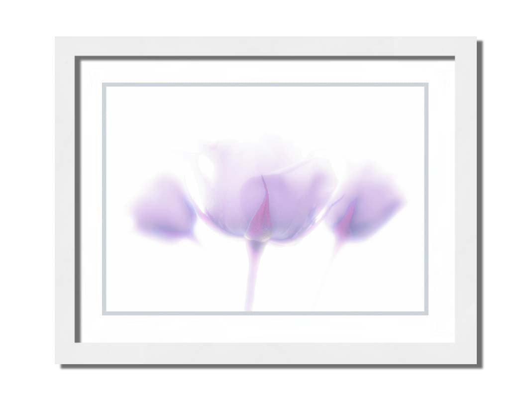 A photo of three pale purple roses against a pure white background, enveloped in a gentle white glow. Printed on paper, matted, and framed.