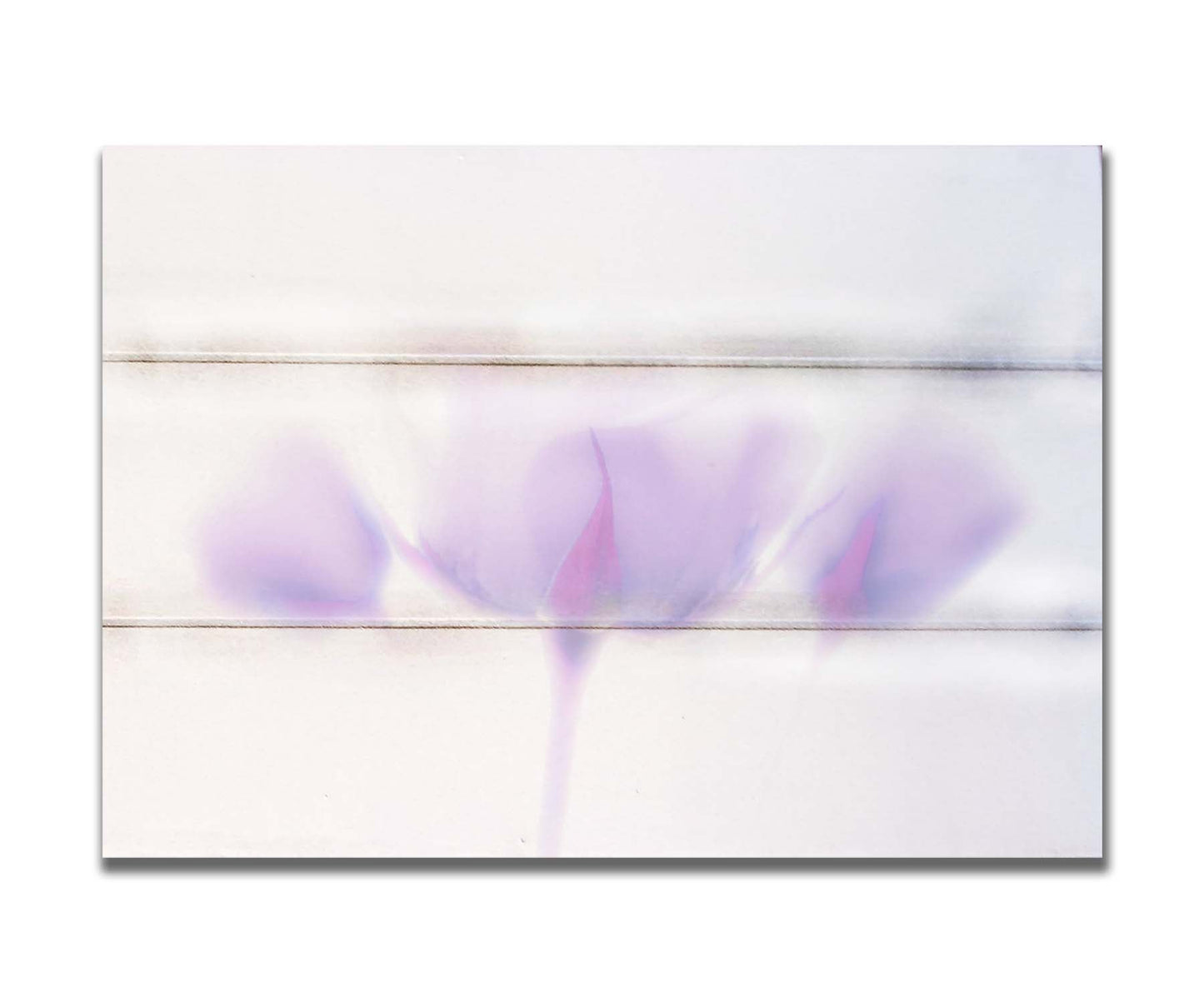 A photo of three pale purple roses against a pure white background, enveloped in a gentle white glow. Printed on a box board.