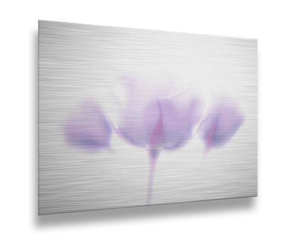 A photo of three pale purple roses against a pure white background, enveloped in a gentle white glow. Printed on metal.