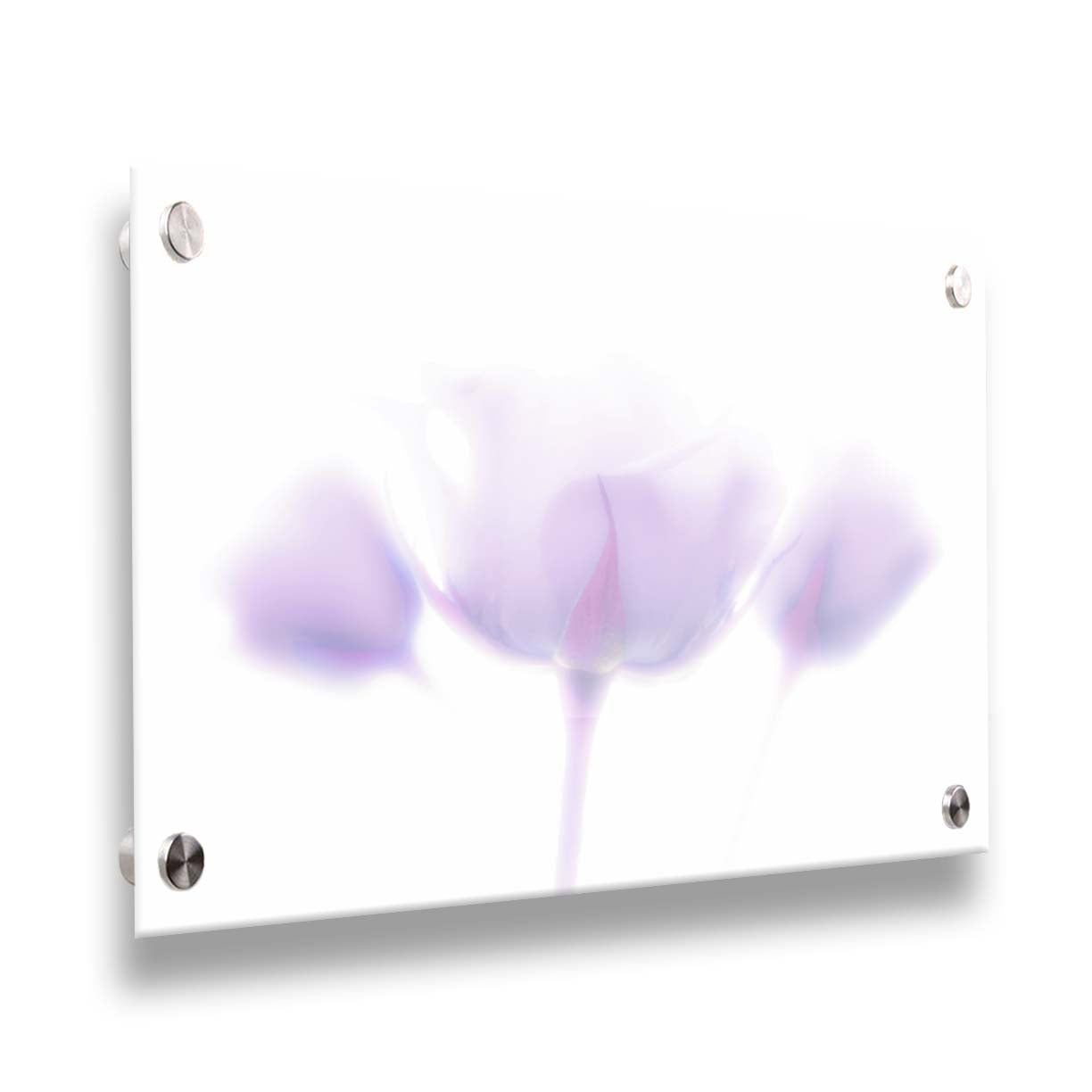 A photo of three pale purple roses against a pure white background, enveloped in a gentle white glow. Printed on acrylic.