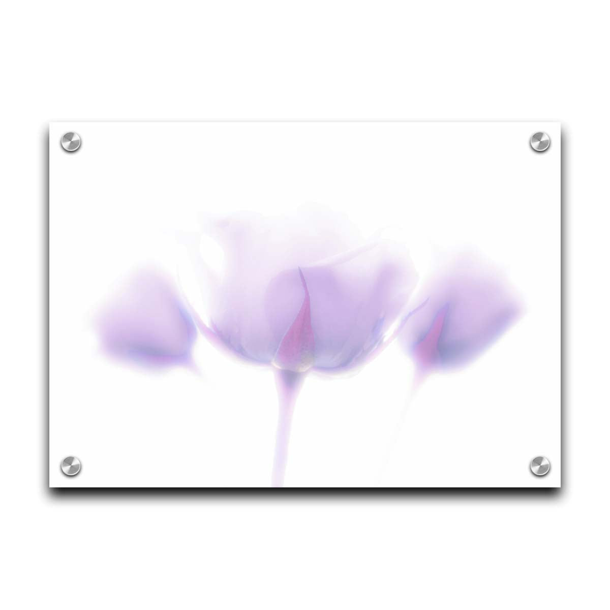 A photo of three pale purple roses against a pure white background, enveloped in a gentle white glow. Printed on acrylic.