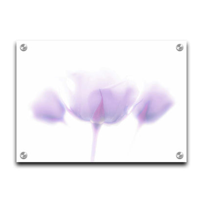 A photo of three pale purple roses against a pure white background, enveloped in a gentle white glow. Printed on acrylic.