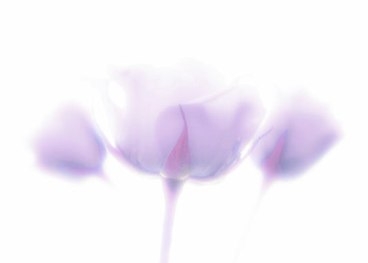 A photo of three pale purple roses against a pure white background, enveloped in a gentle white glow.