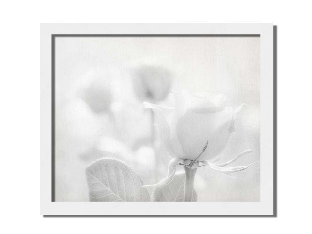 A grayscale photo of three roses bathed in a soft white light. Printed on canvas and framed.