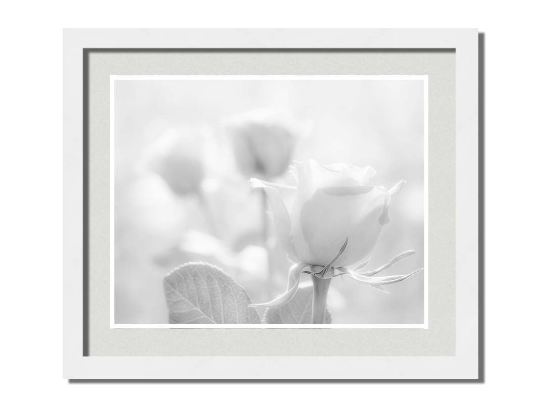 A grayscale photo of three roses bathed in a soft white light. Printed on paper, matted, and framed.