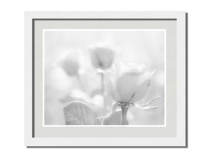 A grayscale photo of three roses bathed in a soft white light. Printed on paper, matted, and framed.