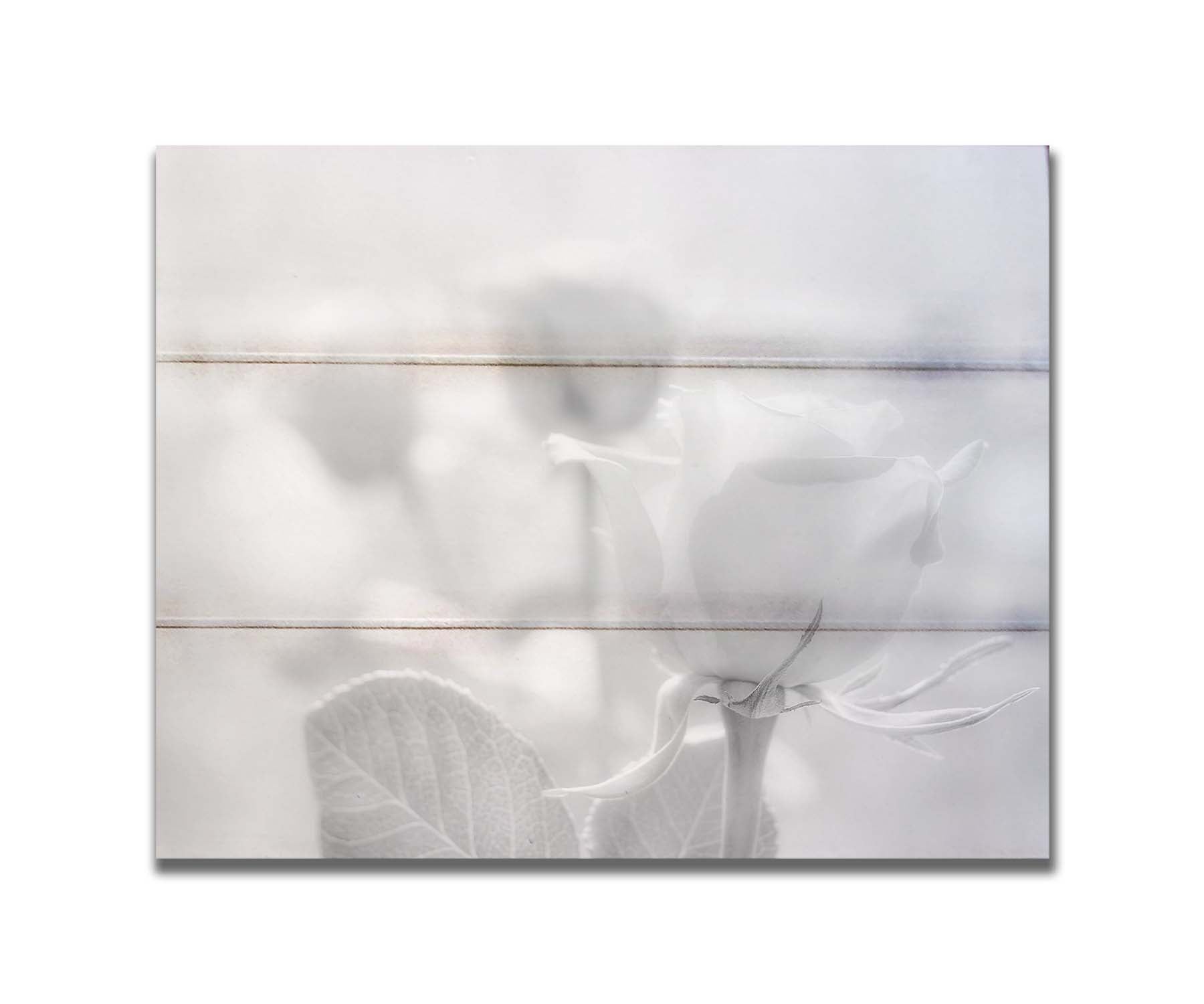 A grayscale photo of three roses bathed in a soft white light. Printed on a box board.