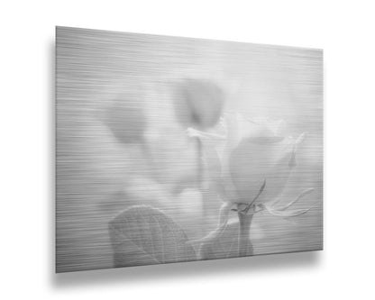 A grayscale photo of three roses bathed in a soft white light. Printed on metal.