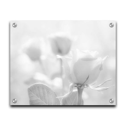 A grayscale photo of three roses bathed in a soft white light. Printed on acrylic.