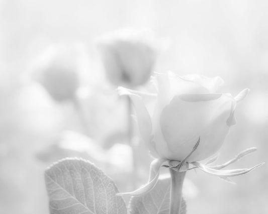 A grayscale photo of three roses bathed in a soft white light. 