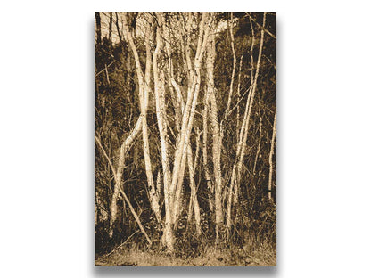 A sepia photo of a cluster of birch trees. Printed on canvas.