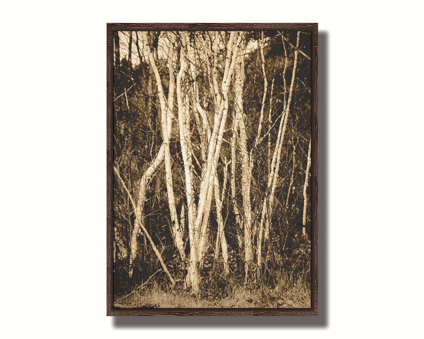 A sepia photo of a cluster of birch trees. Printed on canvas in a float frame.