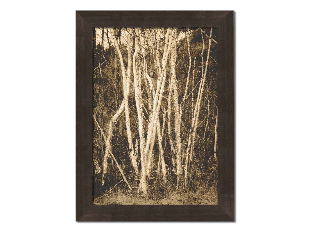 A sepia photo of a cluster of birch trees. Printed on canvas and framed.