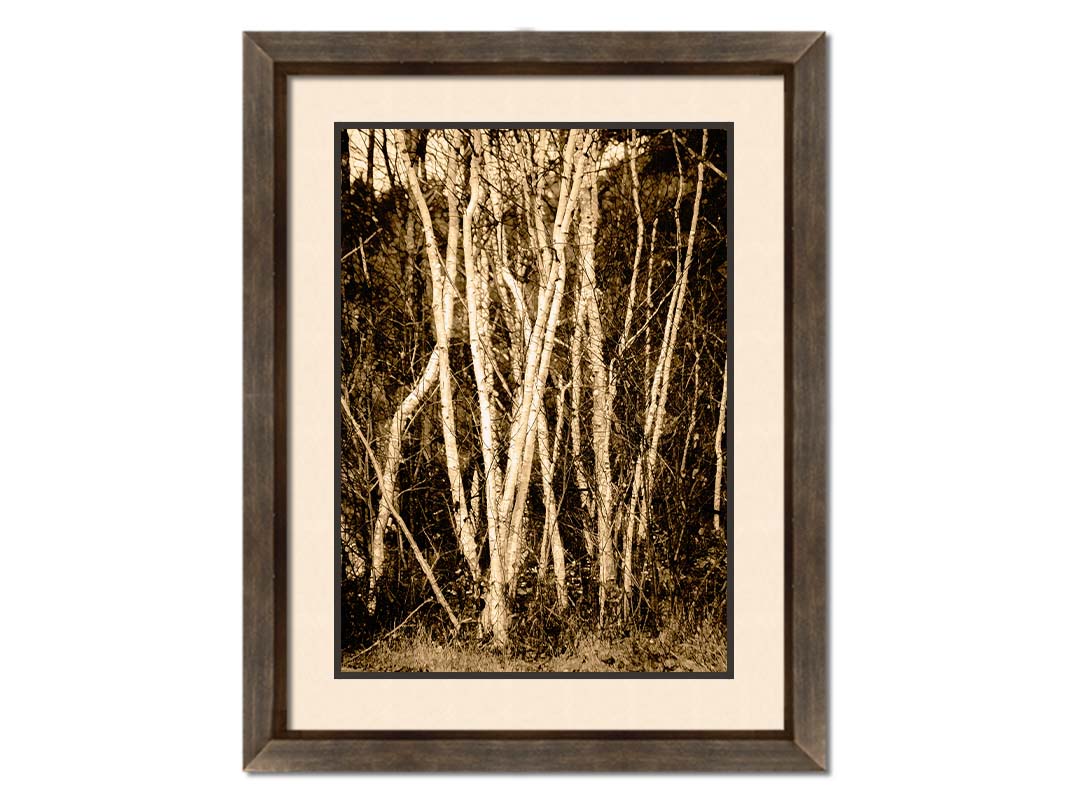 A sepia photo of a cluster of birch trees. Printed on paper, matted, and framed.