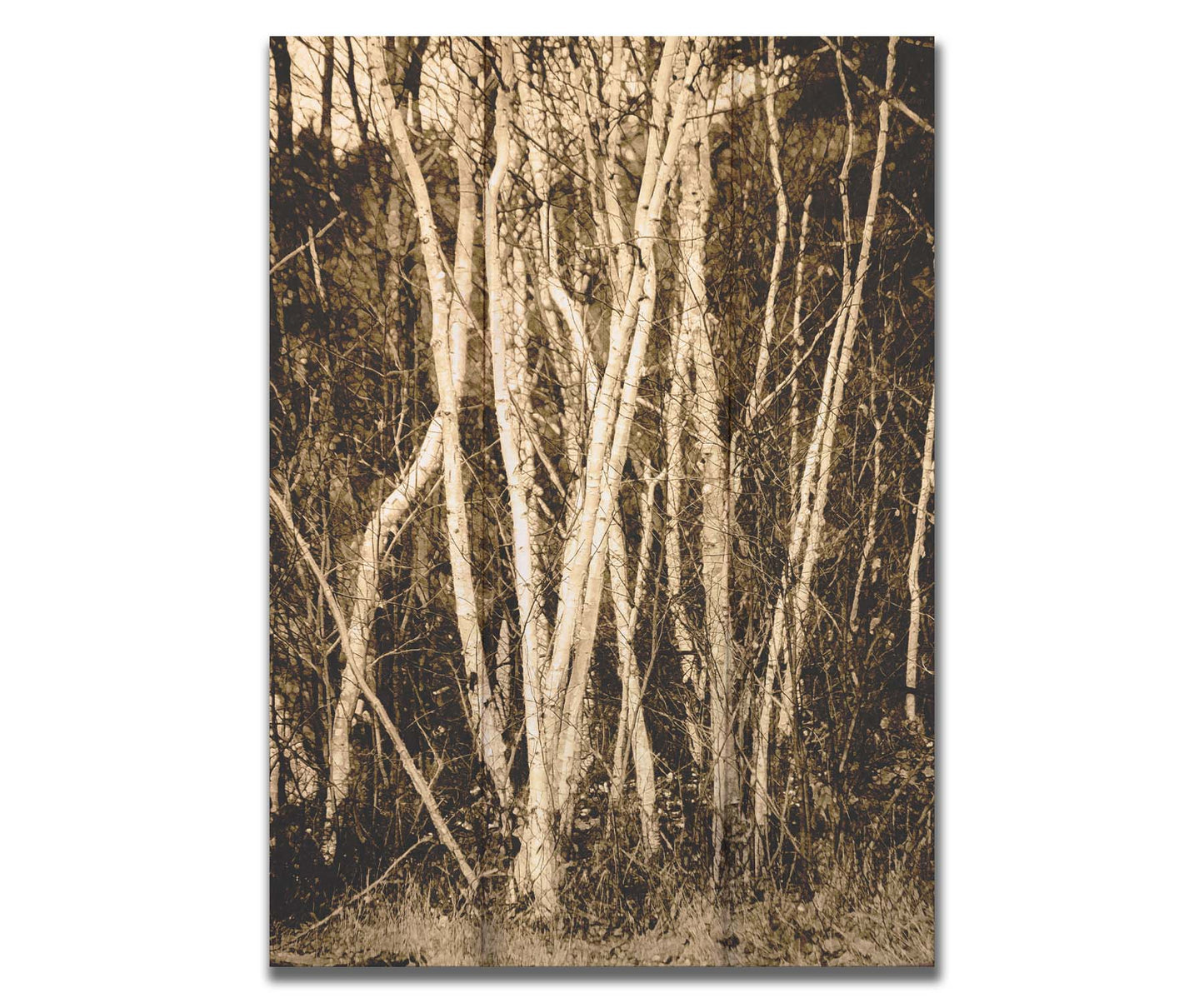 A sepia photo of a cluster of birch trees. Printed on a box board.