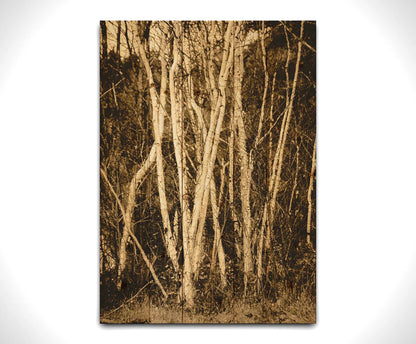 A sepia photo of a cluster of birch trees. Printed on a wood pallet.