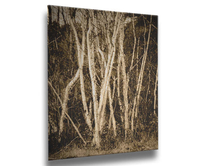 A sepia photo of a cluster of birch trees. Printed on metal.