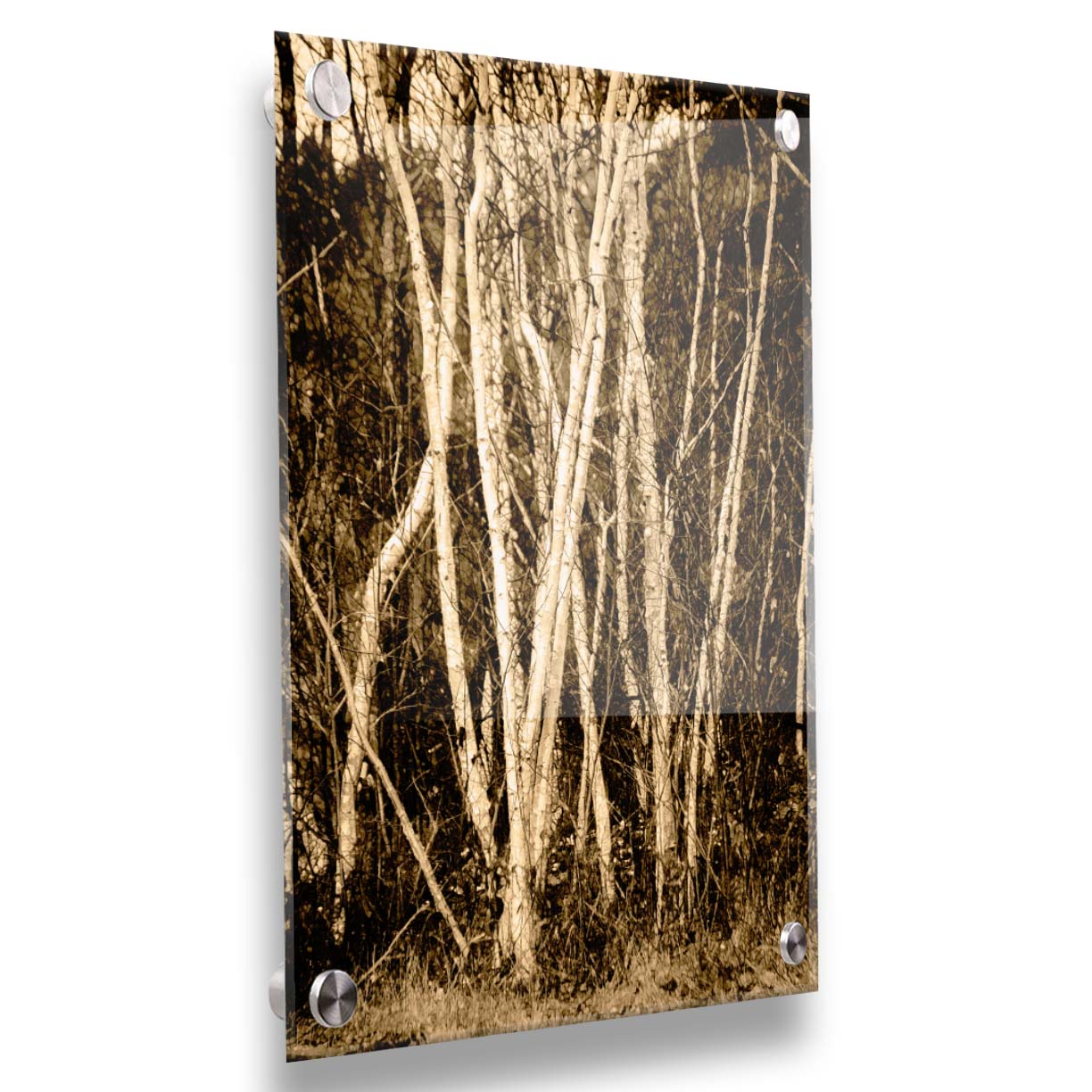 A sepia photo of a cluster of birch trees. Printed on acrylic.