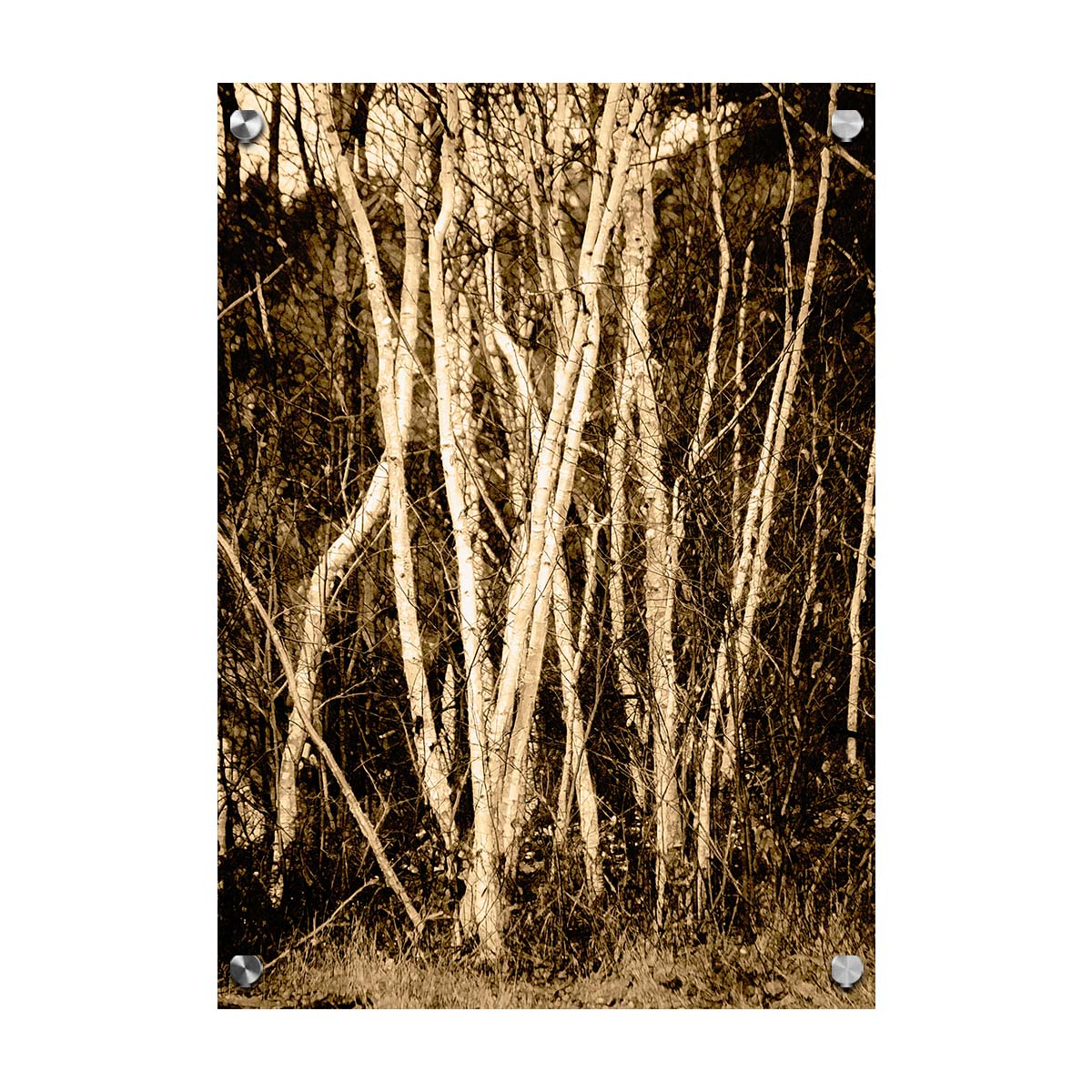 A sepia photo of a cluster of birch trees. Printed on acrylic.