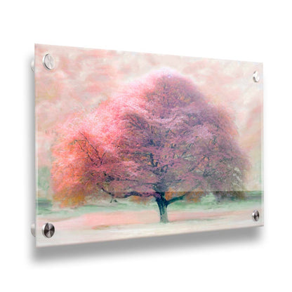 An edited photo of a beech tree, its leaves pink for autumn. It has been modified to have a painterly look. Printed on acrylic.