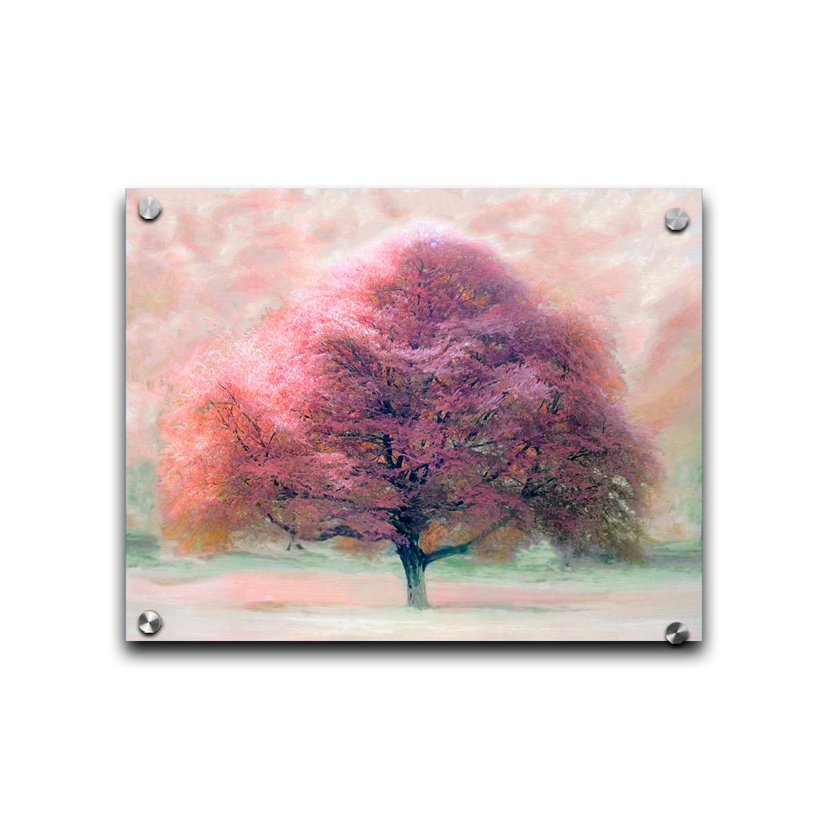 An edited photo of a beech tree, its leaves pink for autumn. It has been modified to have a painterly look. Printed on acrylic.