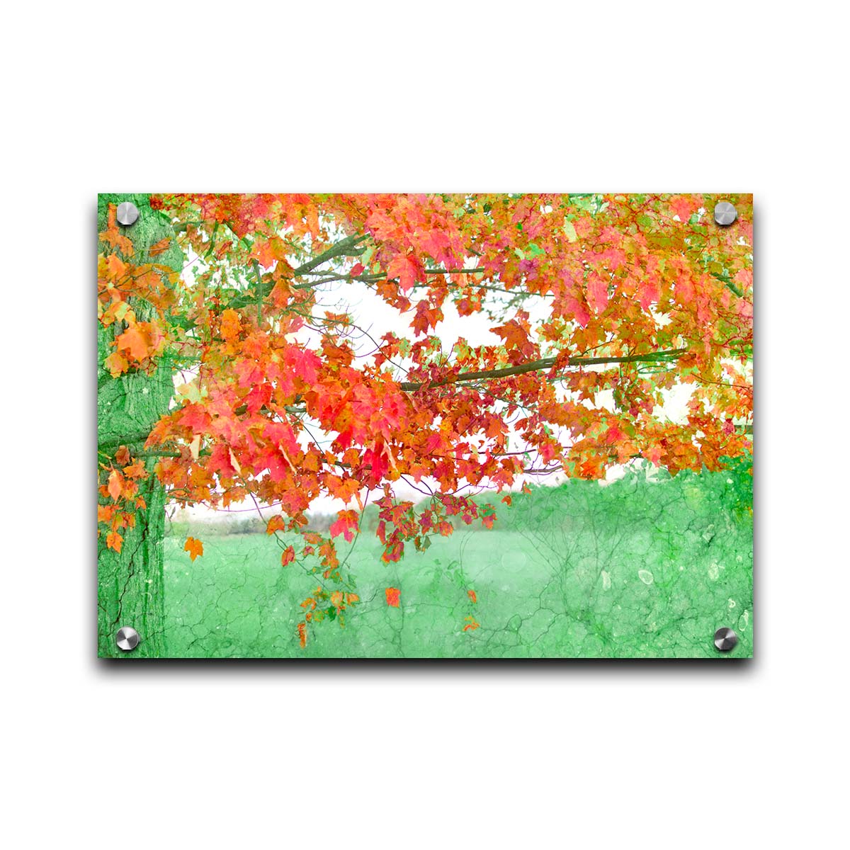 A photo of a tree's red leaves. The rest of the image has been edited green. Printed on acrylic.