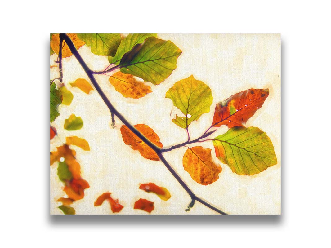 A photo of a twig of leaves turning orange for the fall against a white background. Printed on canvas.