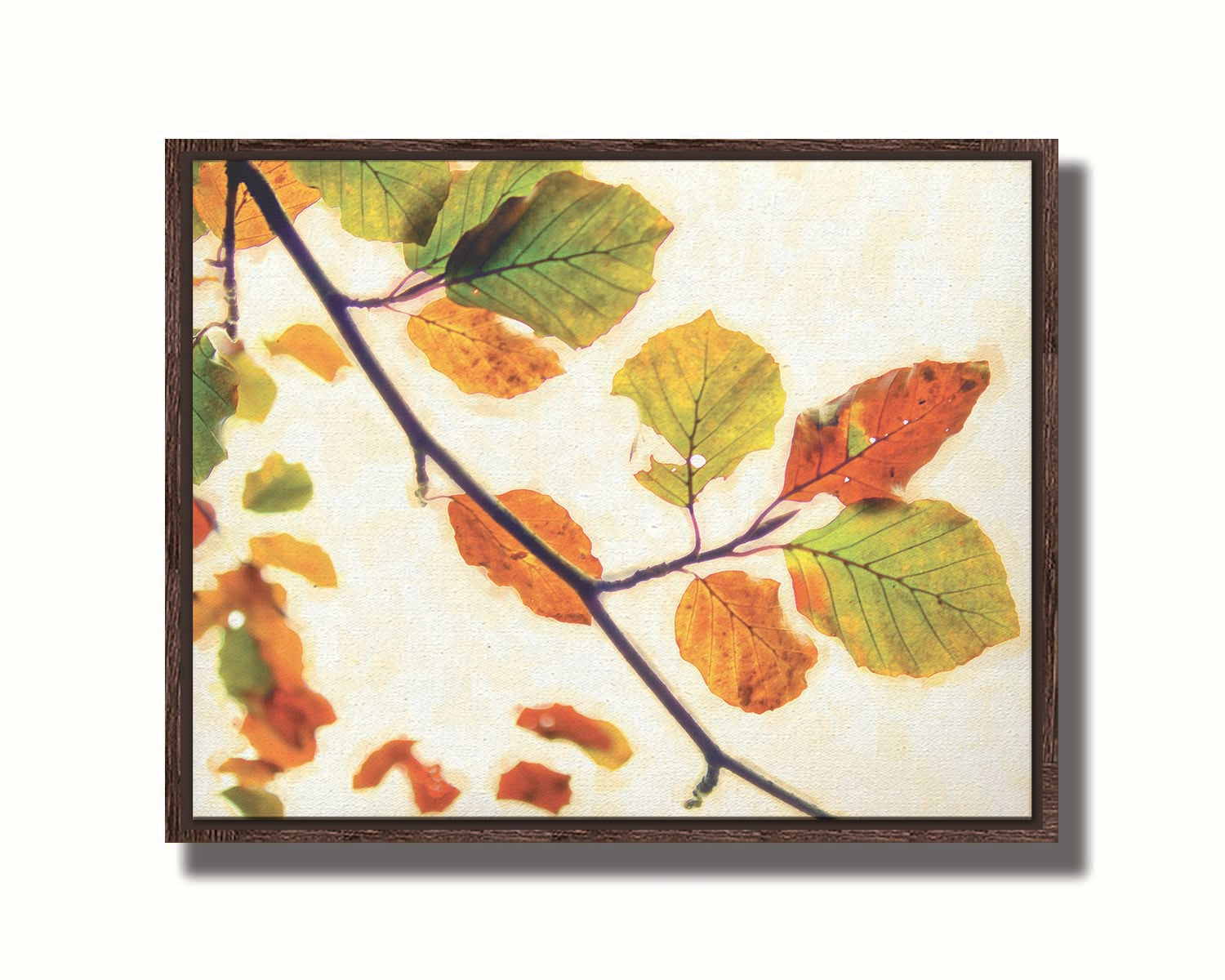 A photo of a twig of leaves turning orange for the fall against a white background. Printed on canvas in a float frame.