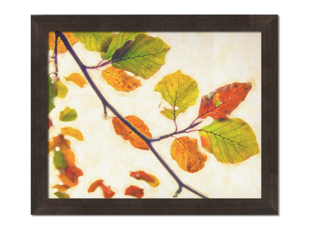 A photo of a twig of leaves turning orange for the fall against a white background. Printed on canvas and framed.