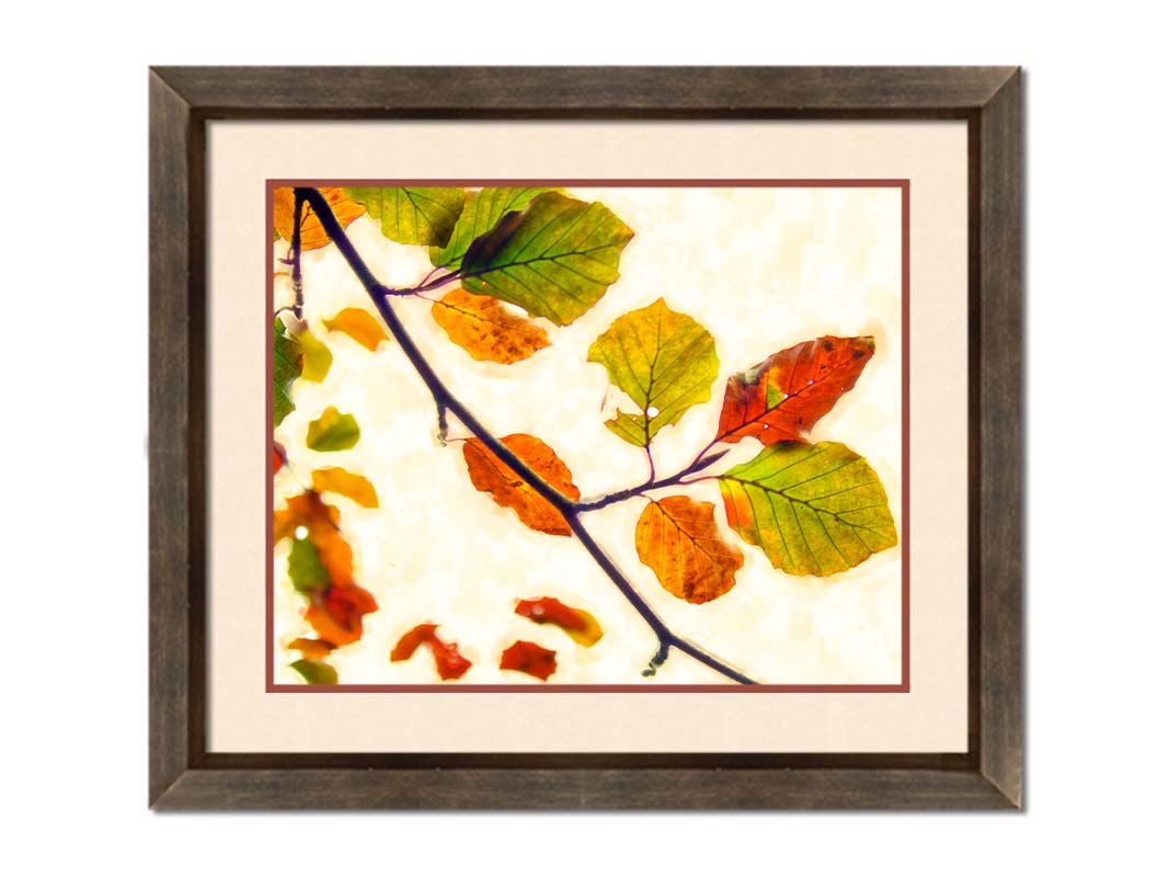 A photo of a twig of leaves turning orange for the fall against a white background. Printed on paper, matted, and framed.