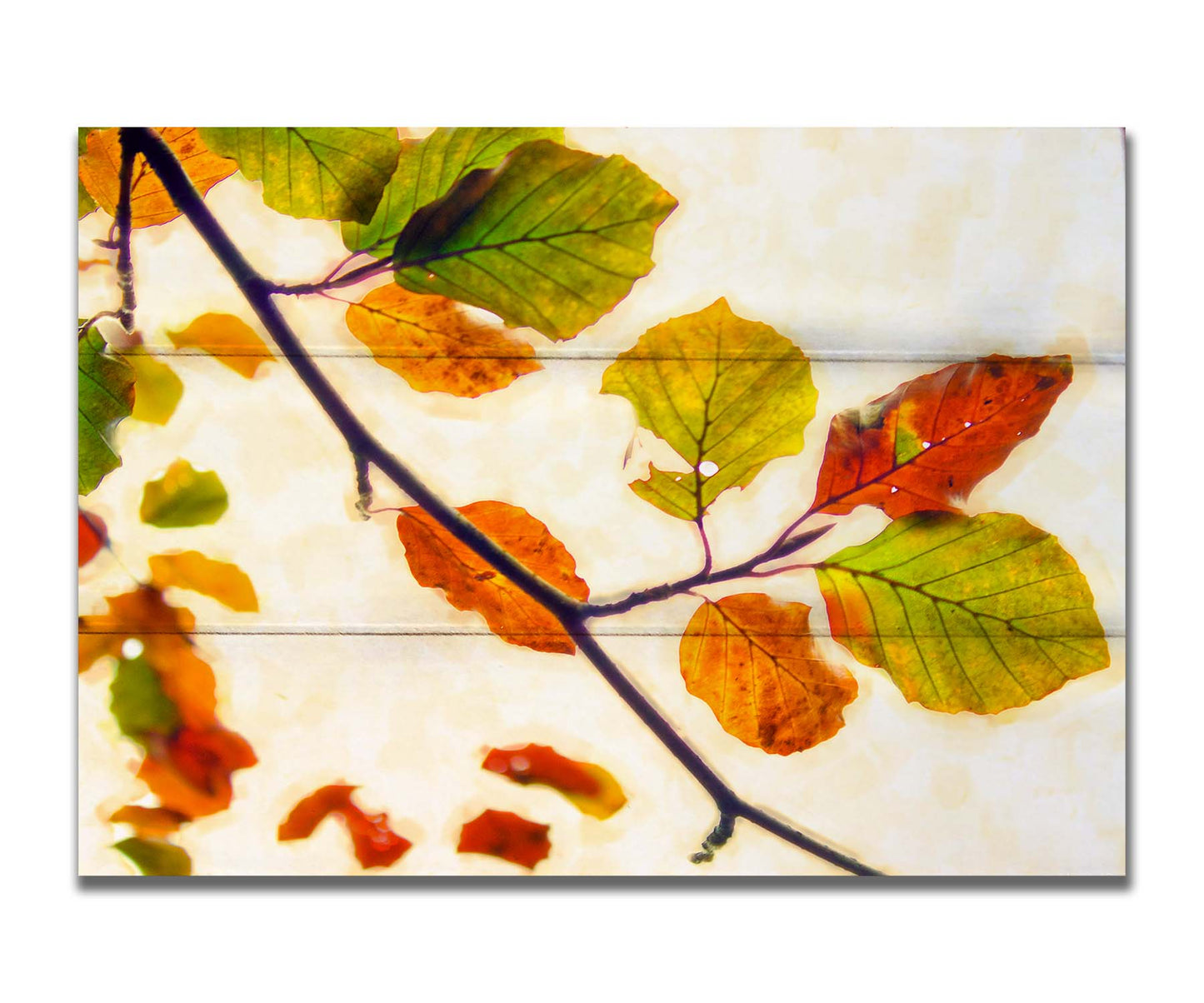 A photo of a twig of leaves turning orange for the fall against a white background. Printed on a box board.