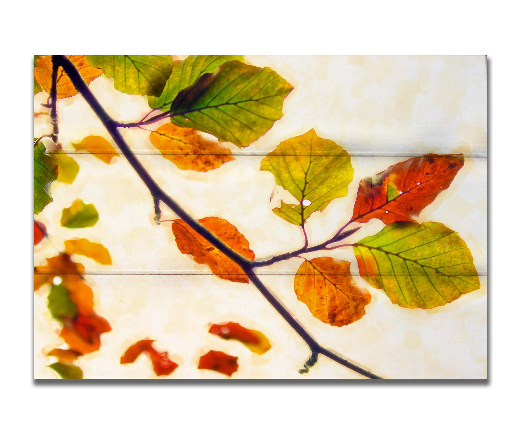 A photo of a twig of leaves turning orange for the fall against a white background. Printed on a box board.