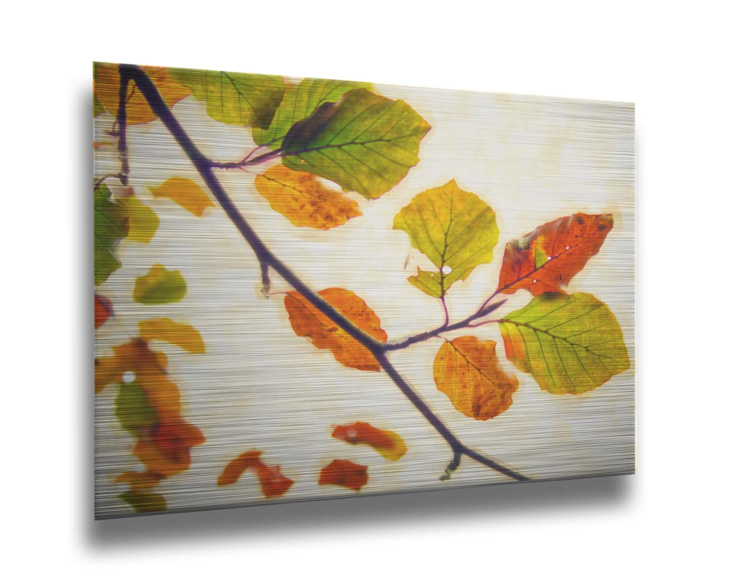 A photo of a twig of leaves turning orange for the fall against a white background. Printed on metal.