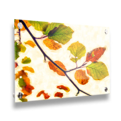 A photo of a twig of leaves turning orange for the fall against a white background. Printed on acrylic.