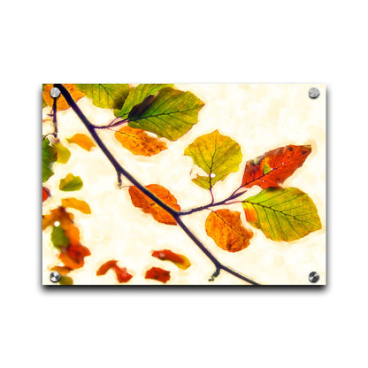 A photo of a twig of leaves turning orange for the fall against a white background. Printed on acrylic.