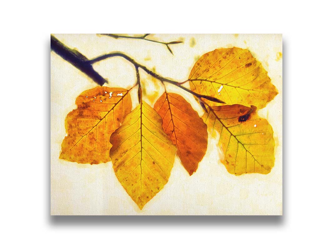 A photo of a twig of orange and yellow leaves on a white background. Printed on canvas.